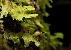 Trichocolea mollissima