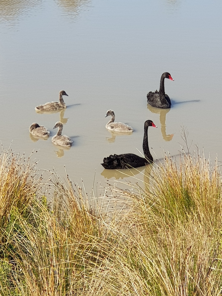 Black Swan