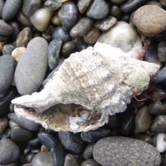 Austrofusus glans