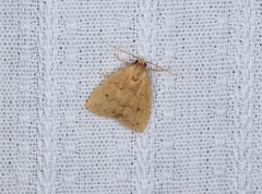 Anachrostis