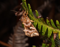 Callopistria exotica