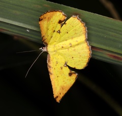 Corymica arnearia