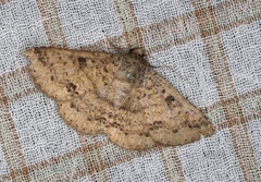 Ericeia subcinerea