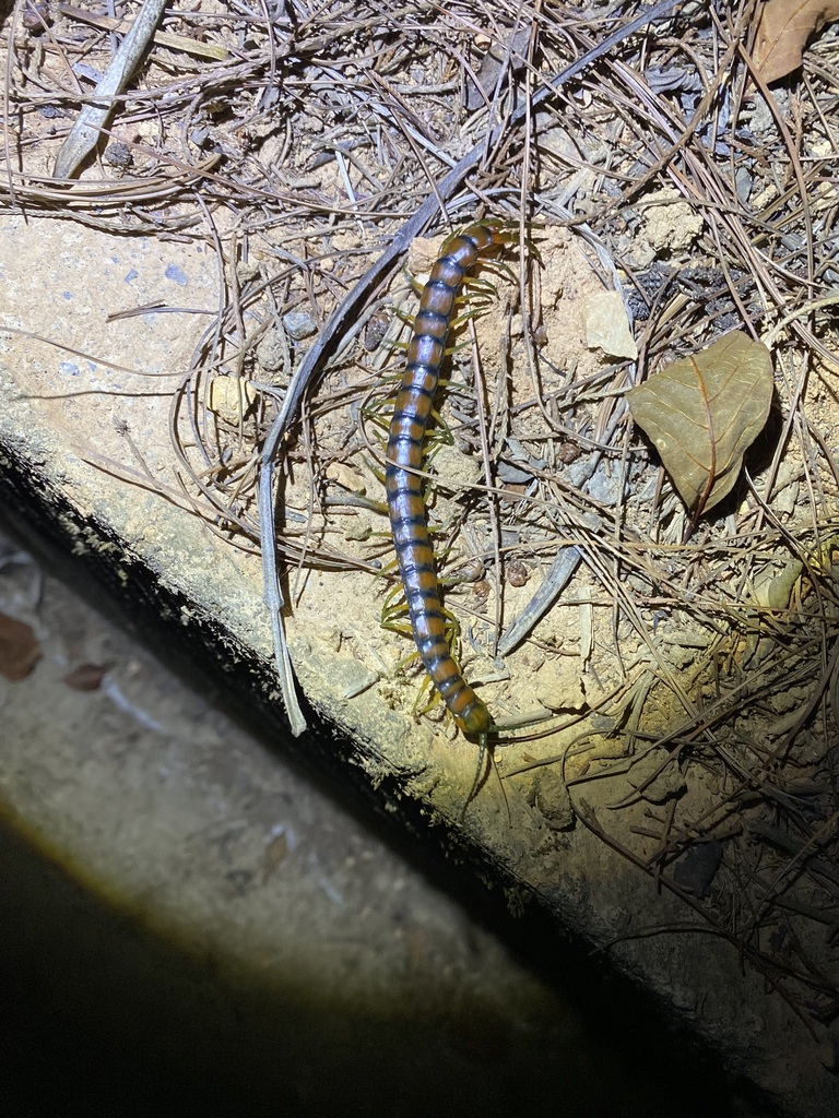 Scolopendra dawydoffi in June 2023 by ongsiaukun · iNaturalist