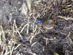 Oxychilus draparnaudi