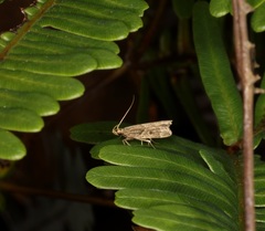 Athymoris martialis