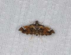Musotima suffusalis