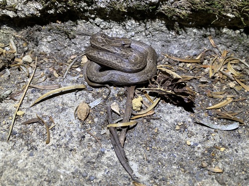 Common Mock Viper