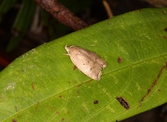 Scythropiodes