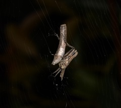 Cyphalonotus