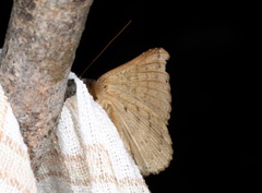 Ericeia subcinerea