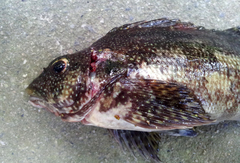 Chironemus marmoratus