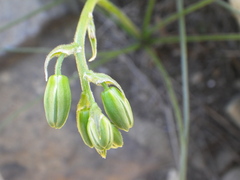 Albuca shawii