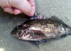 Chironemus marmoratus