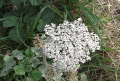 Heracleum sphondylium sphondylium