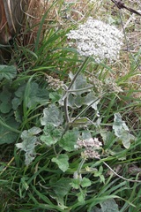 Heracleum sphondylium sphondylium