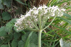 Heracleum sphondylium sphondylium