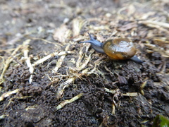 Oxychilus draparnaudi