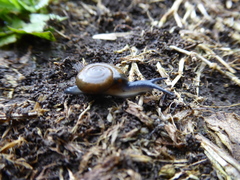 Oxychilus draparnaudi