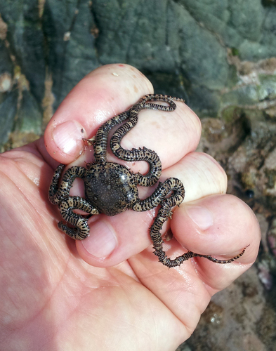Ophionereis fasciata