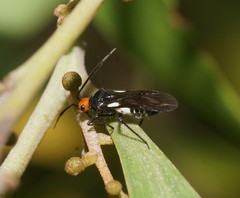 Trilaccus mimeticus