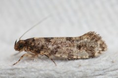 Parochmastis hilderi