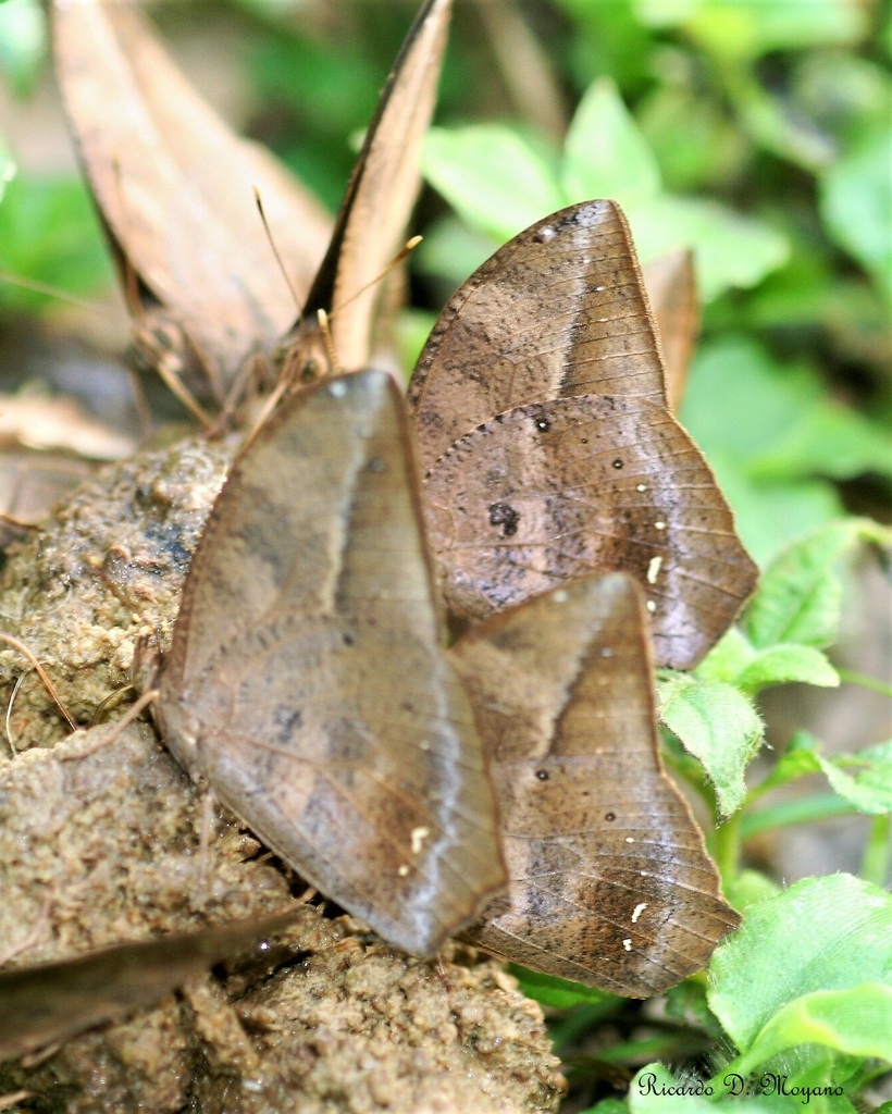 Narope cyllastros