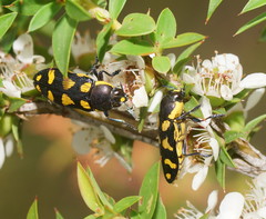 Castiarina octospilota