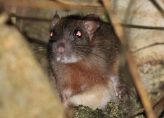 Philippine Forest Rat photo 2
