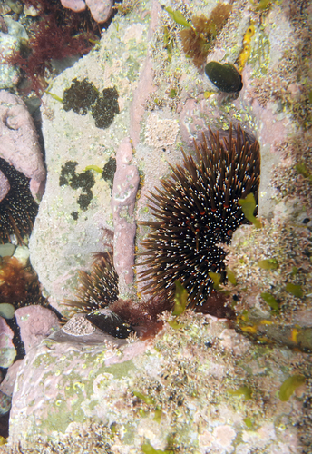 Evechinus chloroticus