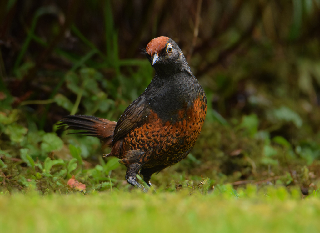 Black-Throated Huet-Huet