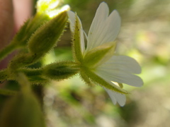 Cerastium arabidis