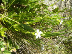 Cerastium arabidis