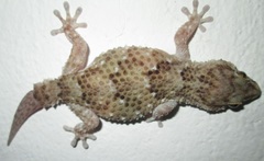 Chondrodactylus turneri