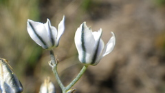 Eriospermum ornithogaloides