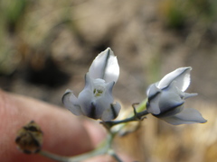 Eriospermum ornithogaloides
