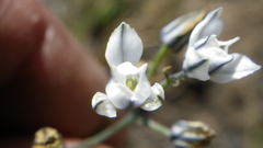 Eriospermum ornithogaloides