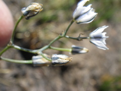 Eriospermum ornithogaloides