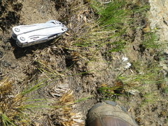 Eriospermum ornithogaloides