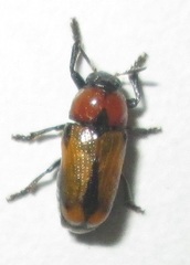 Peploptera