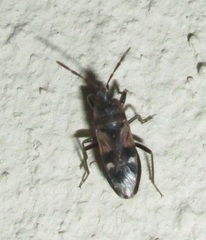 Lanchnophorus singalensis