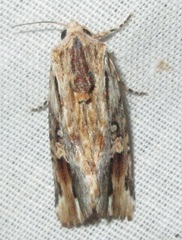 Magusa versicolora