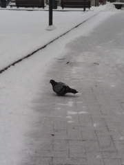 Columba livia domestica