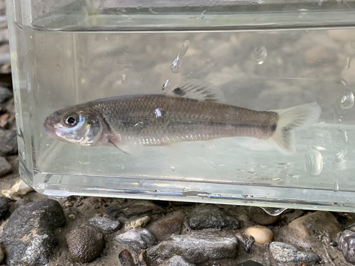 Bullhead Minnow