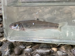 Bullhead Minnow photo 3