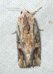 Magusa versicolora