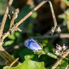 Cichorium pumilum