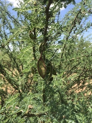 Vachellia stuhlmannii