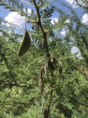 Vachellia stuhlmannii