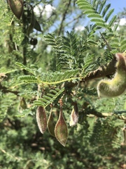 Vachellia stuhlmannii